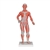 3B Scientific 1/3 Life - Size Human Muscle Figure, 2 Part - 3B Smart Anatomy