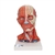 3B Scientific Head and Neck Musculature Model, 5 Part - 3B Smart Anatomy