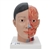 3B Scientific Asian Deluxe Head Model with Neck, 4 part - 3B Smart Anatomy