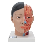 3B Scientific Asian Deluxe Head Model with Neck, 4 part - 3B Smart Anatomy