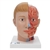 3B Scientific Human Head Model with Neck, 4 Part - 3B Smart Anatomy