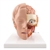 3B Scientific Human Head Model, 6 Part - 3B Smart Anatomy