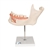 3B Scientific Half Lower Human Jaw Model, 3 Times Full-Size, 6 part - 3B Smart Anatomy