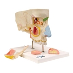 3B Scientific Human Nose Model with Paranasal Sinuses, 5 Part - 3B Smart Anatomy