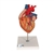 3B Scientific Human Heart Model with Bypass, 2 times Life-Size, 4 part - 3B Smart Anatomy