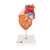 3B Scientific Human Heart Model with Esophagus and Trachea, 2 times Life-Size, 5 Part - 3B Smart Anatomy