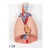 3B Scientific Human Lung Model with Larynx, 7 Part - 3B Smart Anatomy