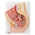 3B Scientific Female Pelvis Model in Median Section, 2 part - 3B Smart Anatomy