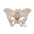 3B Scientific Female Pelvis Skeleton Model, 3 part - 3B Smart Anatomy