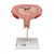 3B Scientific Fetus Model, 5th Month in Dorsal Position - 3B Smart Anatomy