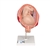 3B Scientific Fetus Model, 7th Month - 3B Smart Anatomy