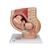3B Scientific Pregnancy Pelvis Model in Median Section with Removable Fetus (40 Weeks), 3 Part - 3B Smart Anatomy