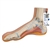 3B Scientific Normal Foot Model - 3B Smart Anatomy