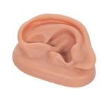 3B Scientific Acupuncture Ear (Left)