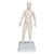 3B Scientific Acupuncture Model (Female)