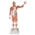 3B Scientific Life - Size Human Male Muscular Figure, 37 Part - 3B Smart Anatomy