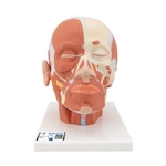 3B Scientific Head Musculature Model - 3B Smart Anatomy
