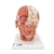 3B Scientific Head Musculature Model with Blood Vessels - 3B Smart Anatomy