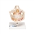 3B Scientific Adult Denture Model with Nerves and Roots - 3B Smart Anatomy
