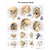 3B Scientific Human Skull Chart (Laminated)
