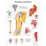 3B Scientific Shoulder and Elbow Chart (Laminated)