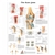 3B Scientific Knee Joint Chart (Laminated)