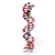 3B Scientific DNA Double Helix Model, 22 Segments, miniDNA Kit