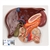 3B Scientific Liver Model with Gall Bladder, Pancreas & Duodenum - 3B Smart Anatomy