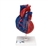 3B Scientific Life - Size Human Heart Model, 5 parts - 3B Smart Anatomy