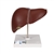 3B Scientific Liver Model with Gall Bladder - 3B Smart Anatomy