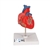 3B Scientific Classic Human Heart Model, 2 Part - 3B Smart Anatomy