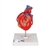 3B Scientific Classic Human Heart Model with Bypass, 2 Part - 3B Smart Anatomy