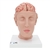 3B Scientific Human Brain Model with Arteries on Base of Head, 8 Part - 3B Smart Anatomy