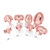3B Scientific Pregnancy Models Series, 8 Individual Embryo & Fetus Models - 3B Smart Anatomy