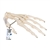 3B Scientific Human Hand Skeleton Model, Wire Mounted - 3B Smart Anatomy