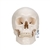 3B Scientific Classic Human Skull Model, 3 part - 3B Smart Anatomy
