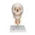 3B Scientific Human Skull Model on Cervical Spine, 4 part - 3B Smart Anatomy