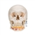 3B Scientific Classic Human Skull Model with Opened Lower Jaw, 3 Part - 3B Smart Anatomy