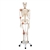 3B Scientific Human Skeleton Model Leo with Ligaments - 3B Smart Anatomy