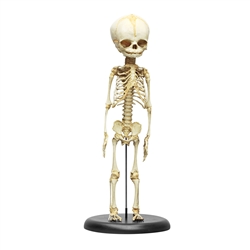 ERLER ZIMMER Fetus Skeleton (30 Week)