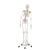 Erler Zimmer Skeleton "HUGO" with Movable Spine