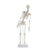 Erler Zimmer Miniature - Skeleton "FRED" with Movable Spine and Muscle Markings