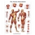3B Scientific Human Muscle Chart (Non - Laminated)