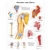 3B Scientific Shoulder and Elbow Chart (Non Laminated)