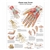 3B Scientific Hand and Wrist Chart - Anatomy and Pathology (Non Laminated)