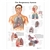 3B Scientific The Respiratory System Chart (Non Laminated)