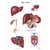 3B Scientific Liver Chart (Non Laminated)