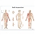 3B Scientific Body Acupuncture Chart (Non Laminated)