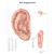 3B Scientific Ear Acupuncture Chart (Non Laminated)