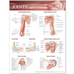 Joints of the Upper Extremities Anatomical Chart